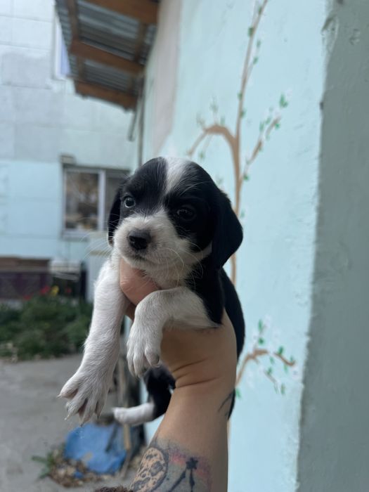 Отдам щенят русского спаниэля