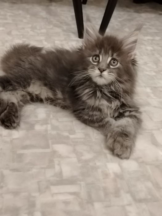 В разведение девочка мейн -кун полидакт