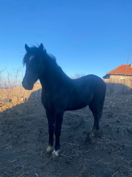 Mânz de vânzare detalii la telefon