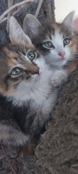 Две кошечки ,трехцветные