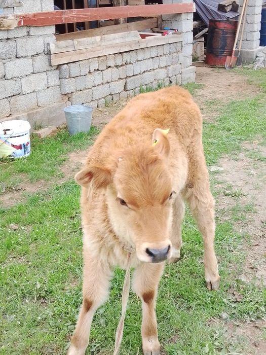 Сауым сиыр,бұзауымен