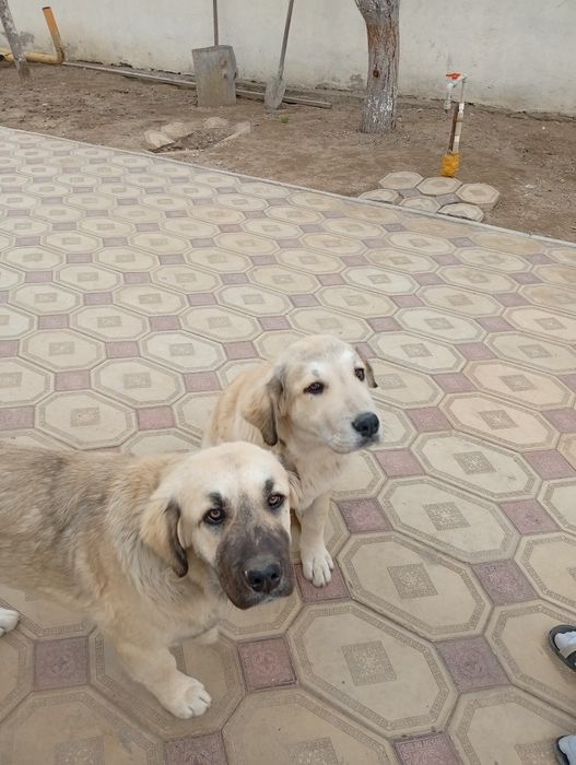 Собаки в добрые руки