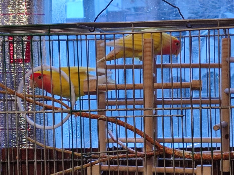 Продаю пару неразлучников