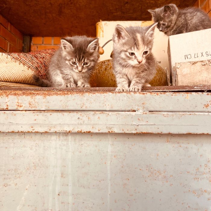 Котята милые и сладкие