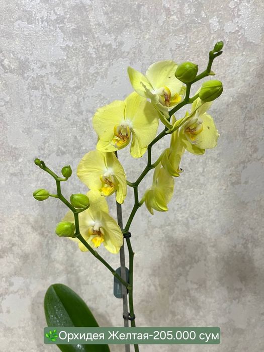 ОРХИДЕИ. Калатея, Аглаонема, Филодендрон крокодил и др расте