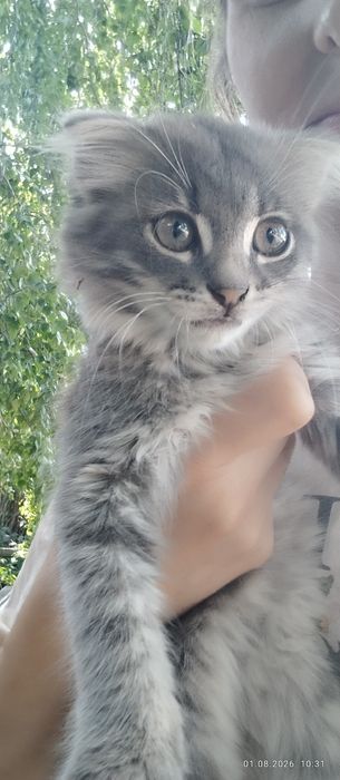 Породистый котик