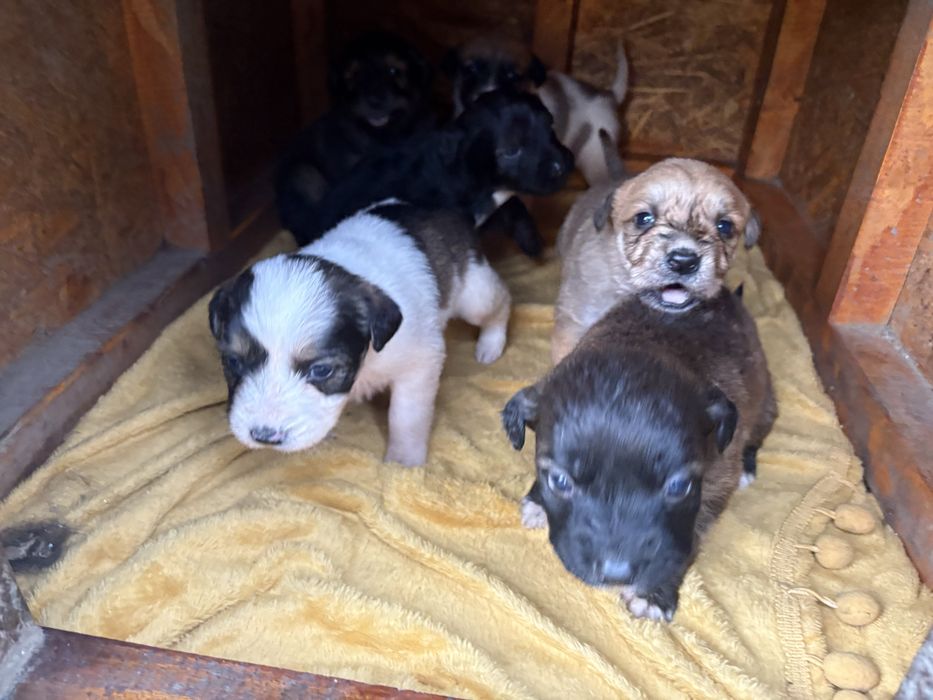 Cautam familii iubitoare pentru 6 catelusi Schnauzer german pitic