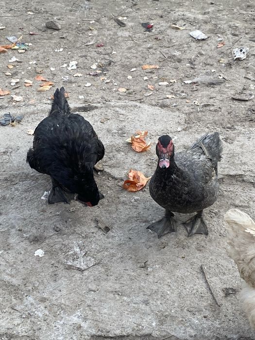 Мускусные утки (индоутки )