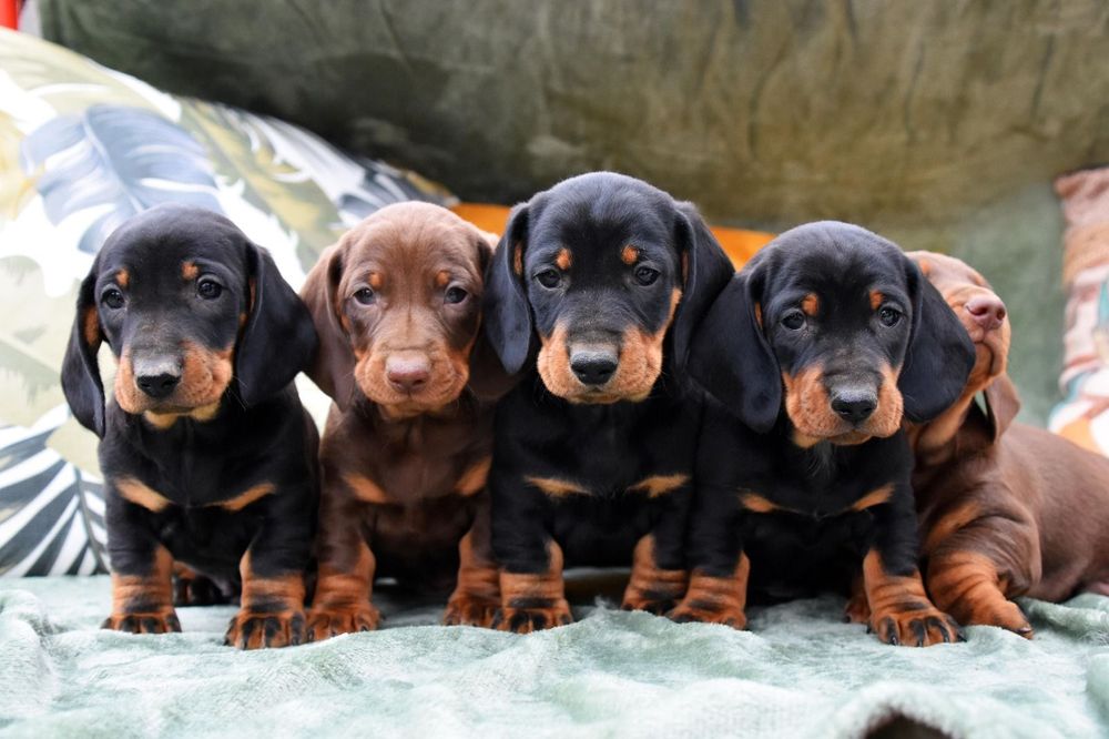 Catelusi teckel pedigree
