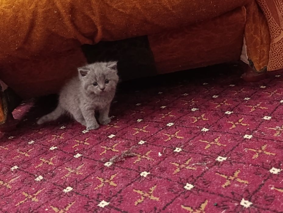 Продается котенок