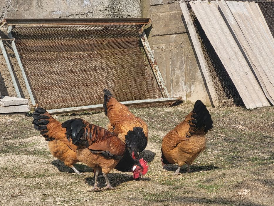 Куры породы форверк