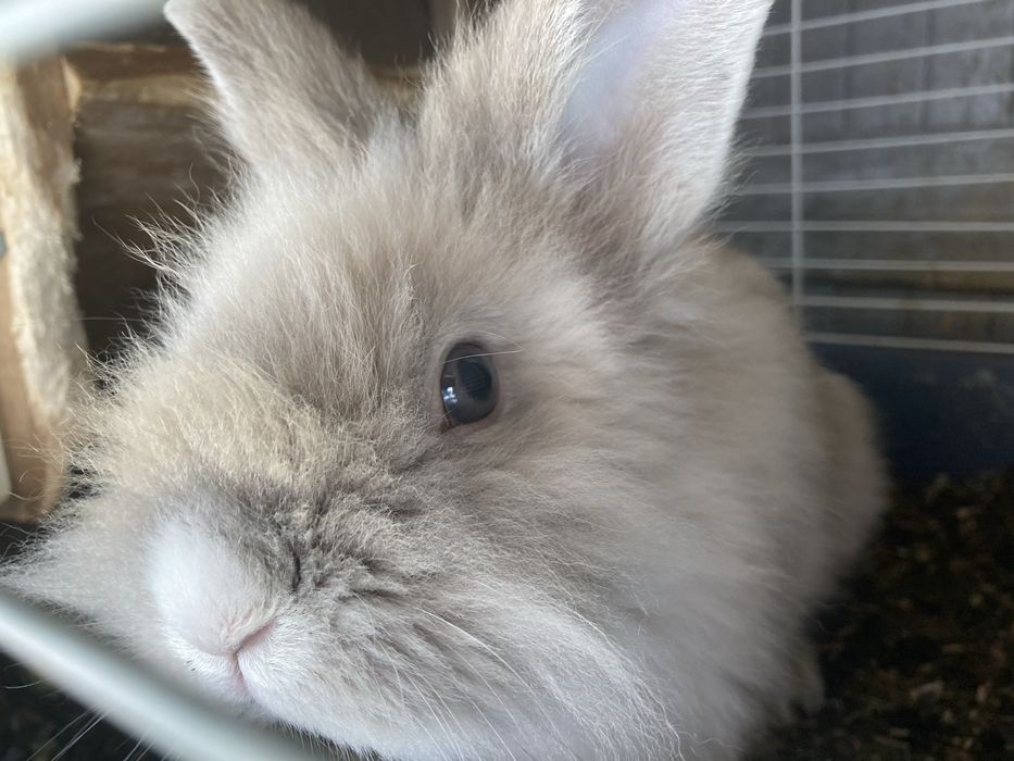 2 iepuri talie mica(Cap de leu)