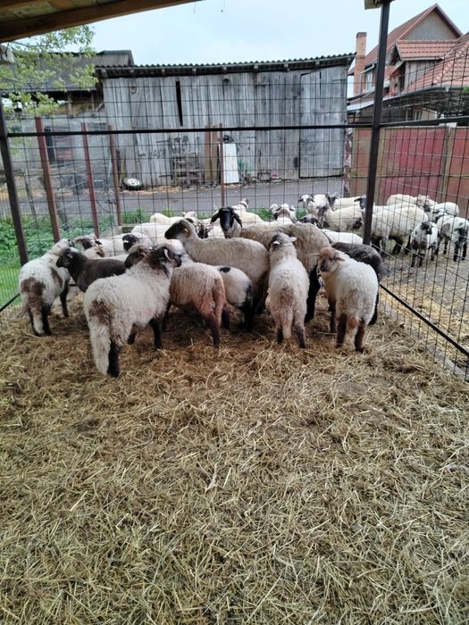 miel de Paşte crescut natural