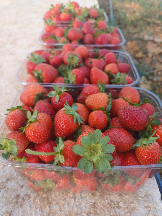 Vand stoloni capsuni remontanti