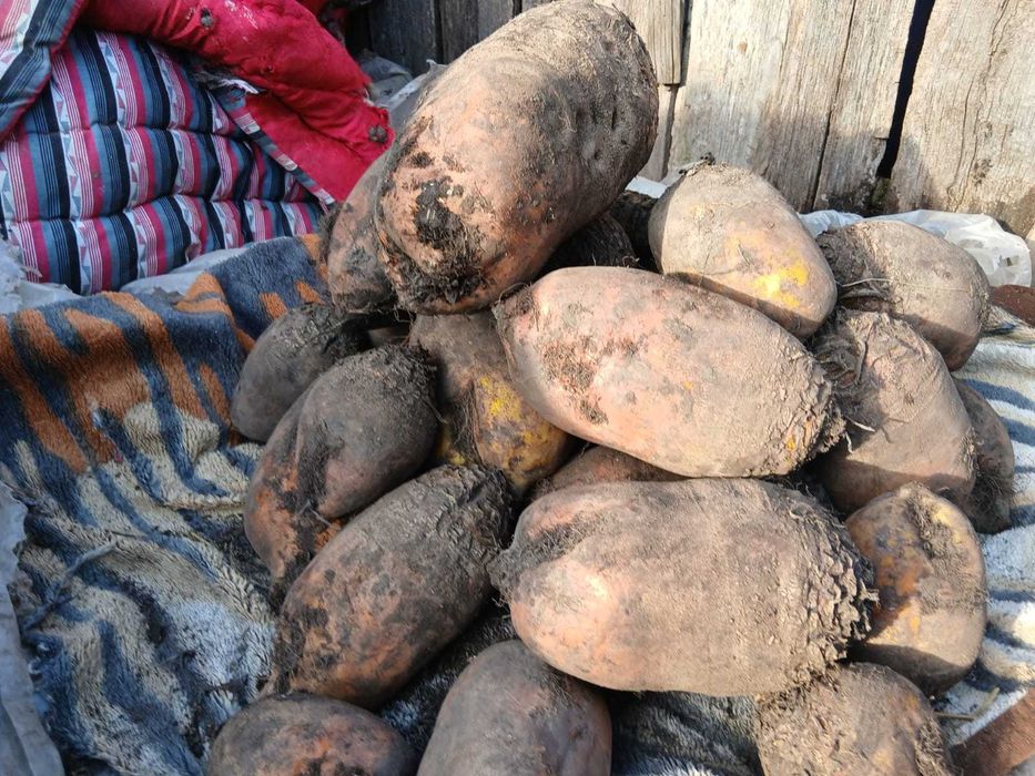 Vand sfecla furajera