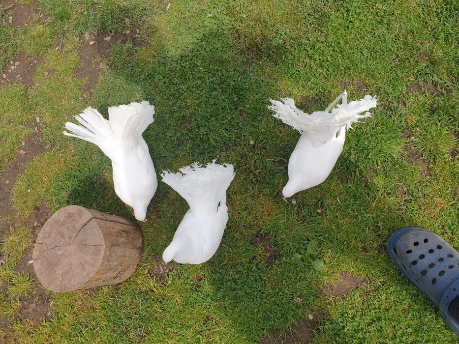 Prumbei voiajori si infoiati albi