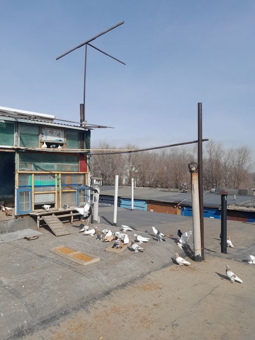 Голуби продам недорого.