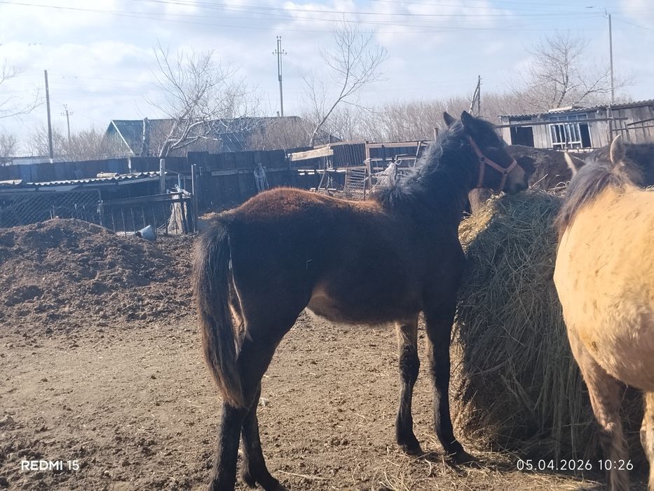 Продам кобылу 10 месяцев