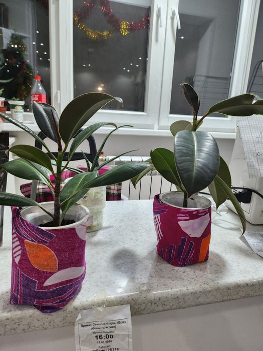 Фикус многолетник