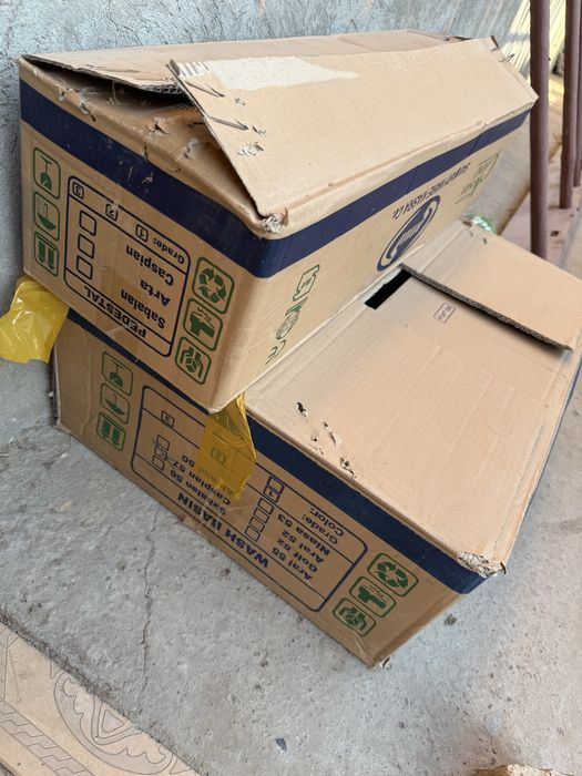 Раковина иранская