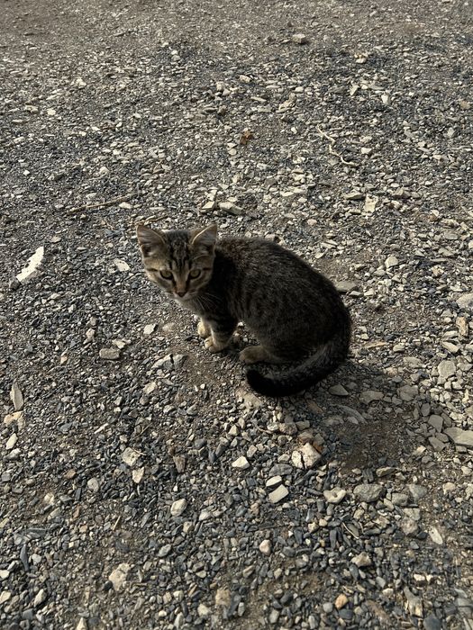 Котенок в добрые руки