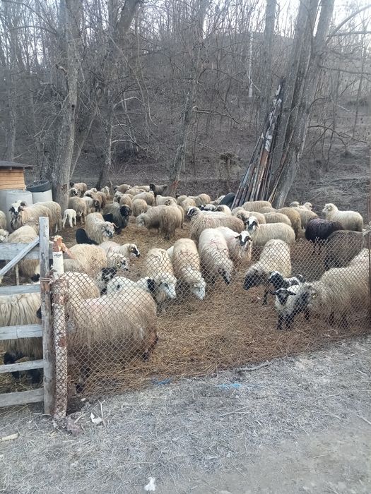 Vând 150 oi cu miei