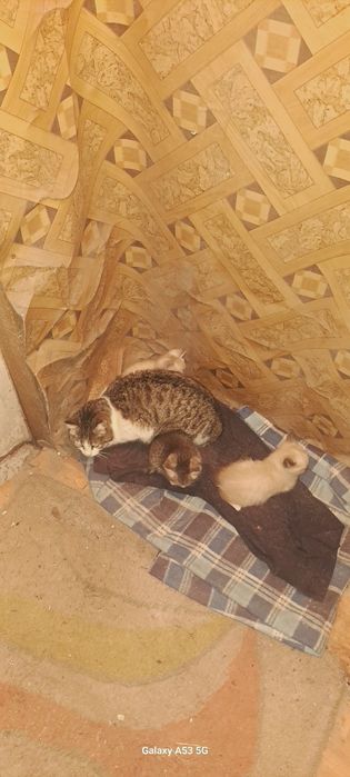 Отдам котят хороших