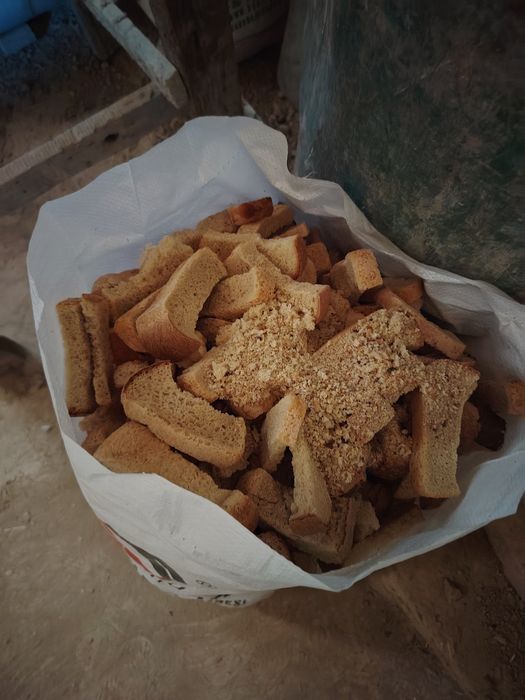 Molga qotgan boxonka non
