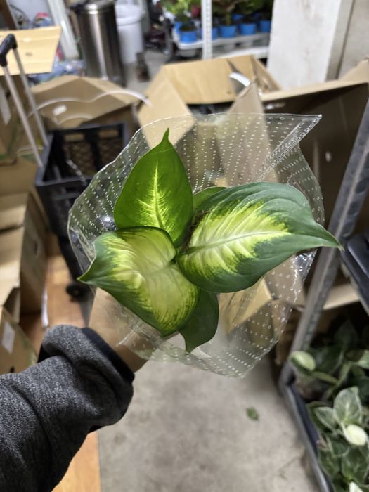 Цветы комбо из 10шт