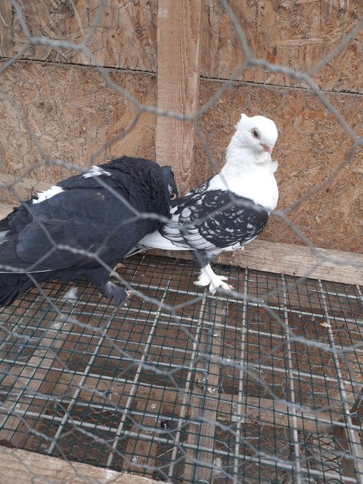 Vând porumbei Satineți