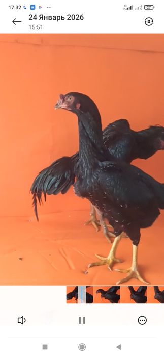 Дакан япон тухумлар бор