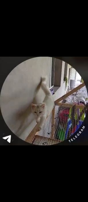 Yoqolb qoldi iltimos topishvorila