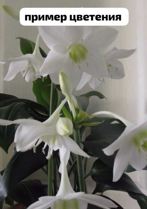 Амазонская лилия.Эухарис