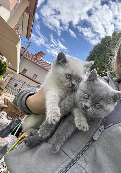 Британкси малки котенца
