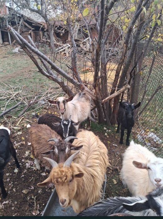 Кози заплодени и ярета