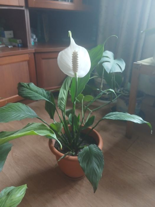 Продам комнатные цветы