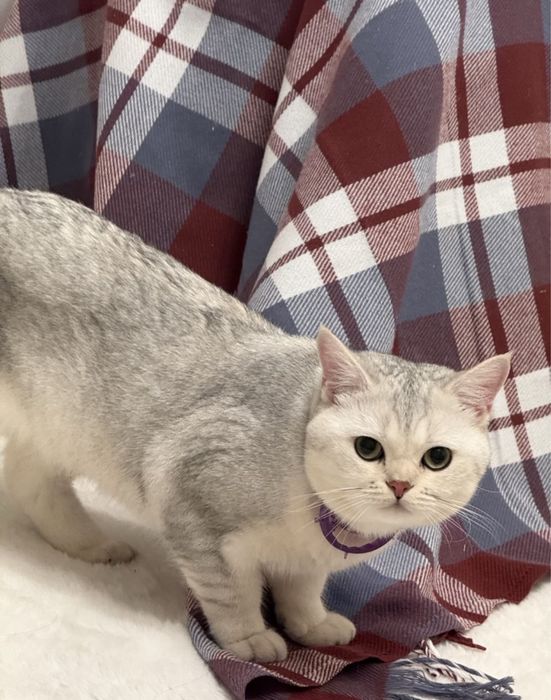 Продам кота британская шиншилла