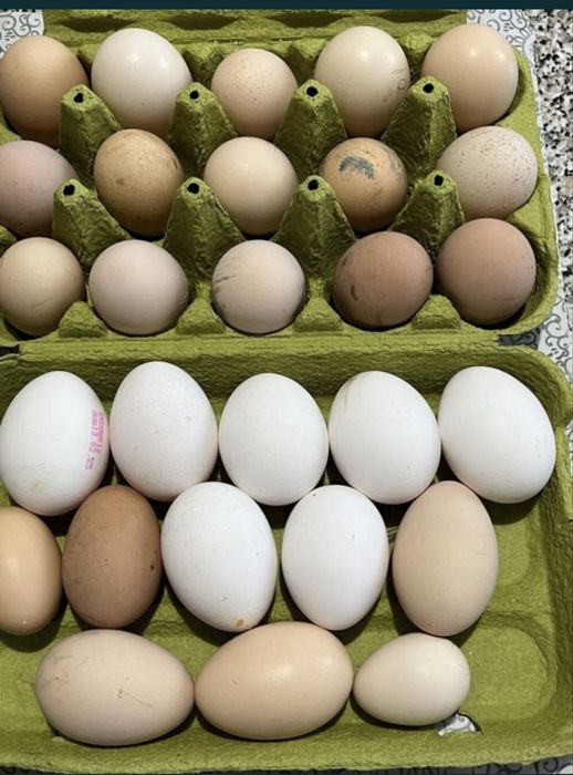 Fazani.Gaini de rasa, pauni,cocosi albi, gaini tara, oua pt incubat