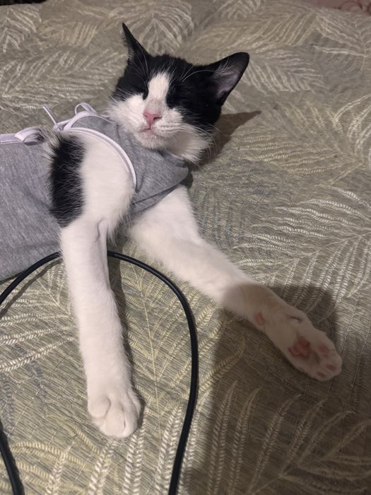 Кошка в добрые руки. Девочка, 11 месяцев. Привита и стерилизованна