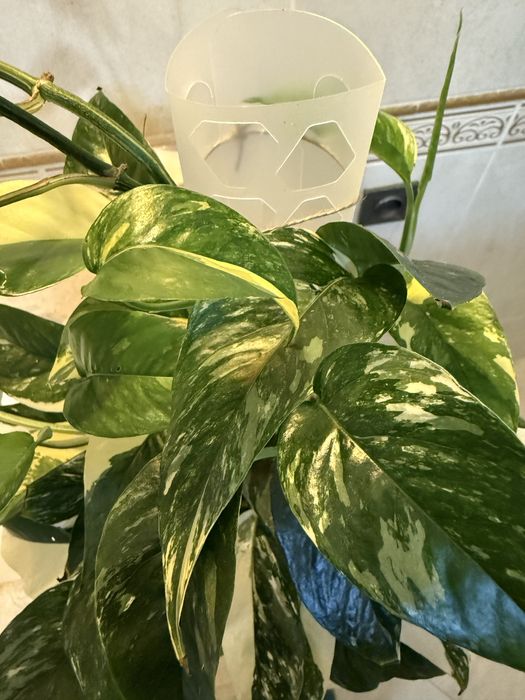 Эпипренум пинантум вайт