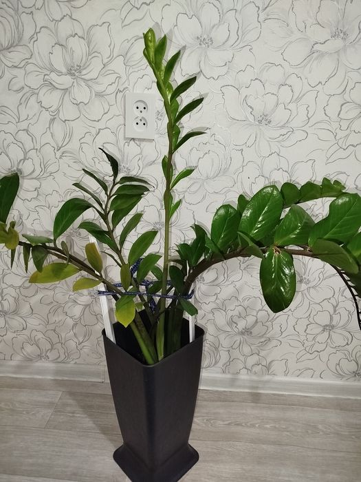 Комнатные цветы продам