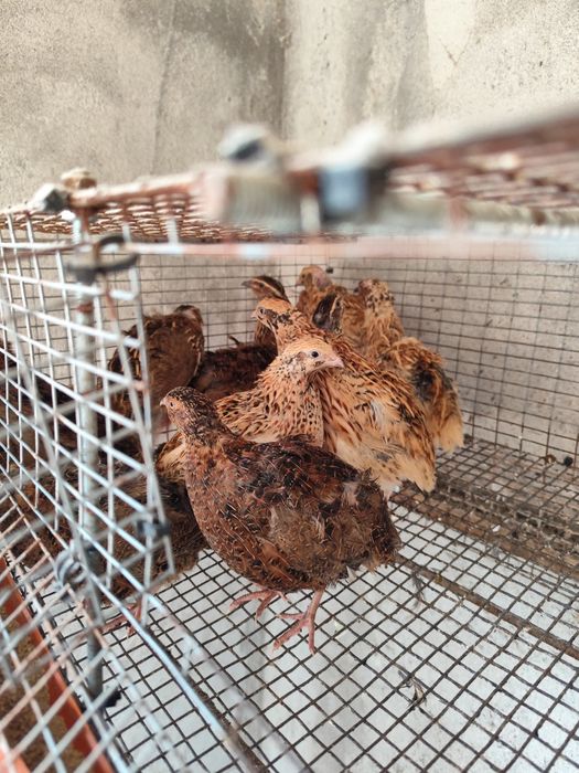 Пътпъдъци , Фараон и Манджурски