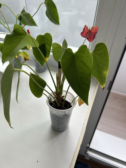 Продам комнатные цветы