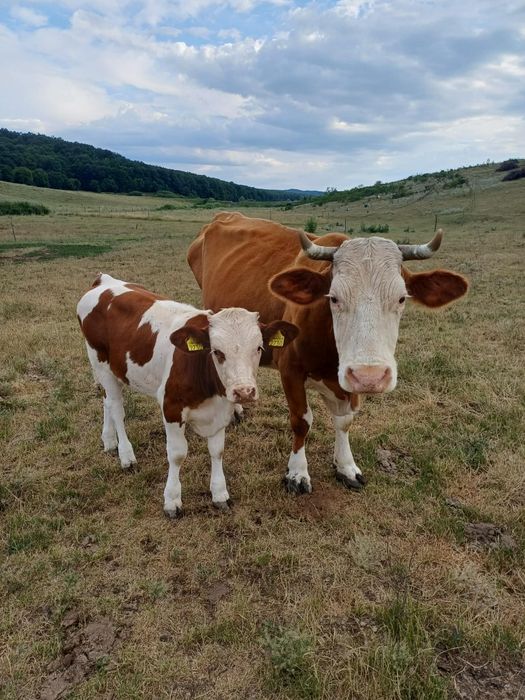 Vaca de vânzare cu vițel de 5 luni