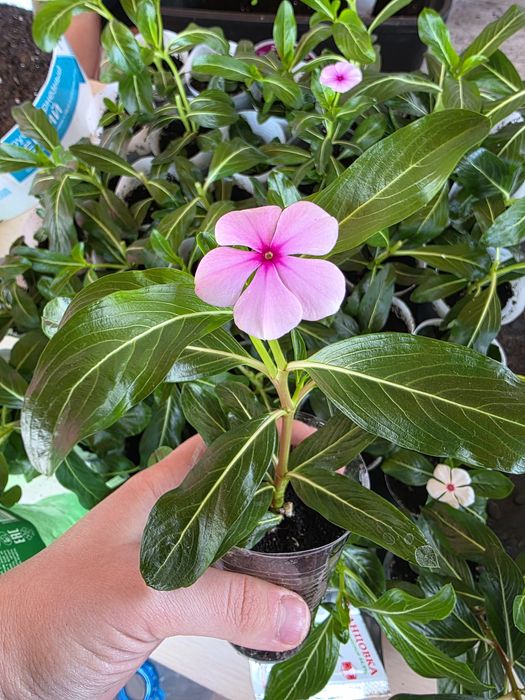 Комнатные (домашние) цветы