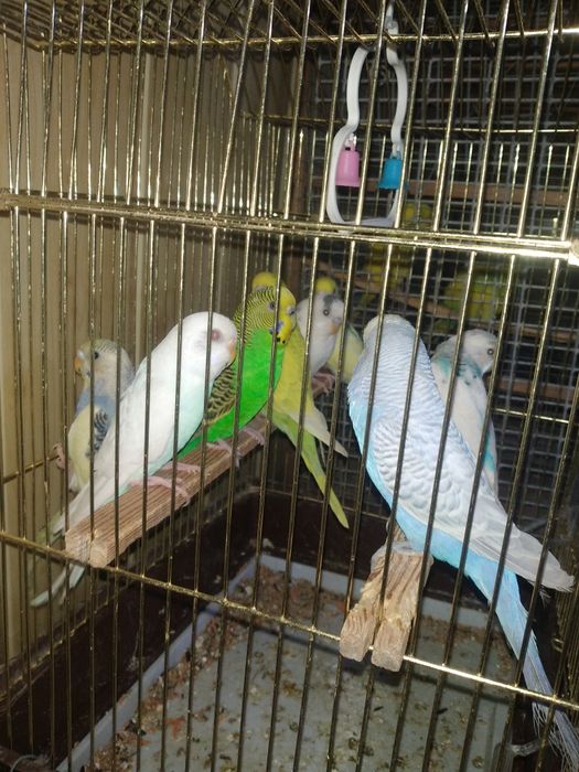 Попугайла сотилади