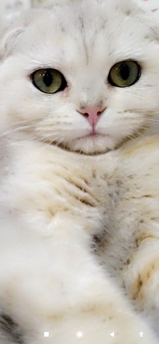 Scotish fold shinshilla