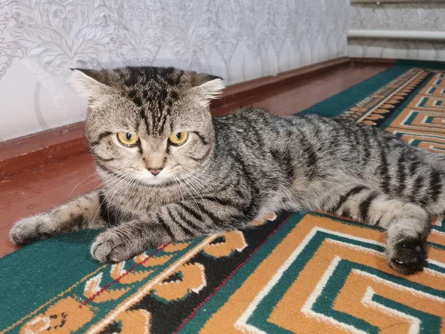 Скотиш       Фолд