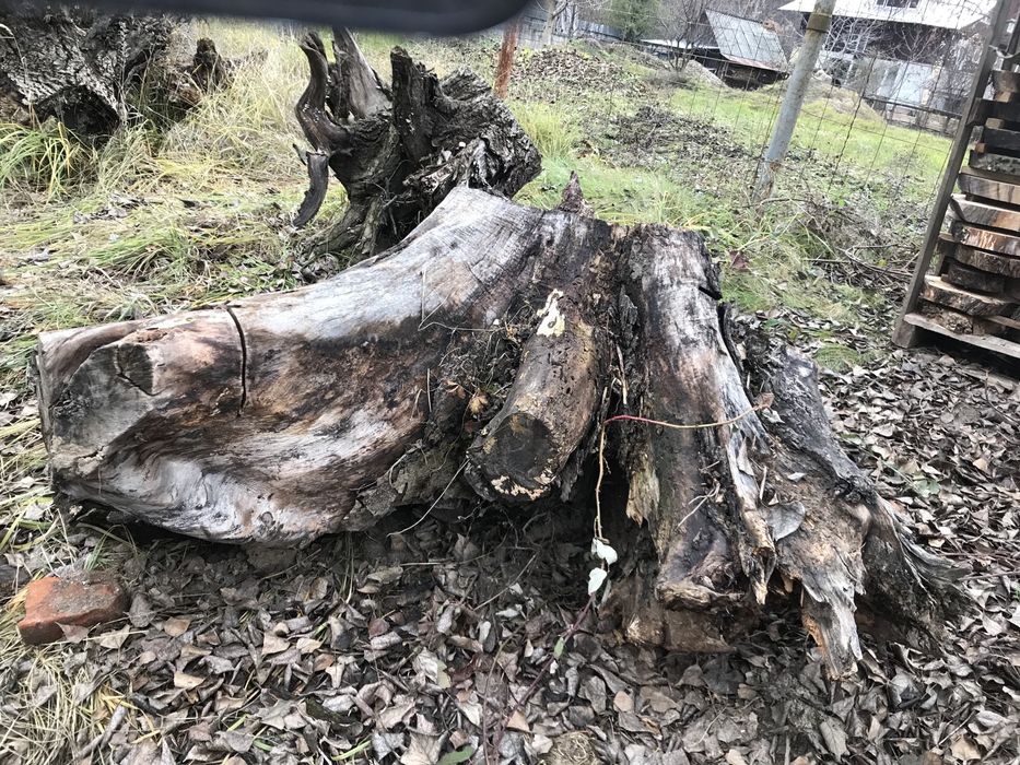 Rădăcini NUC diametre MARI