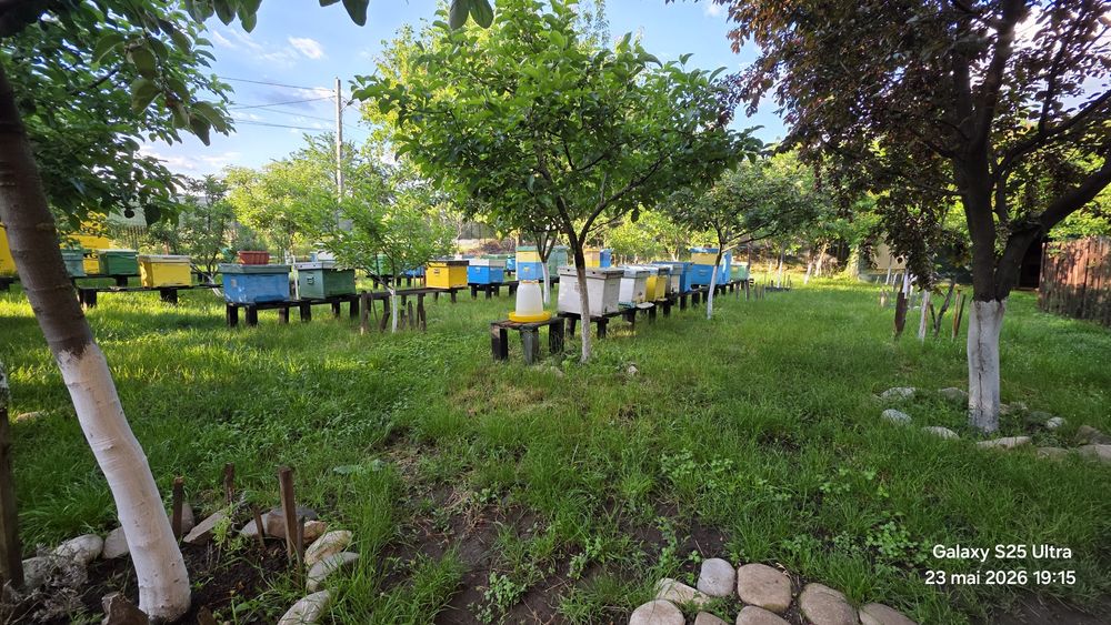 Roiuri albine,StupinaMihalache